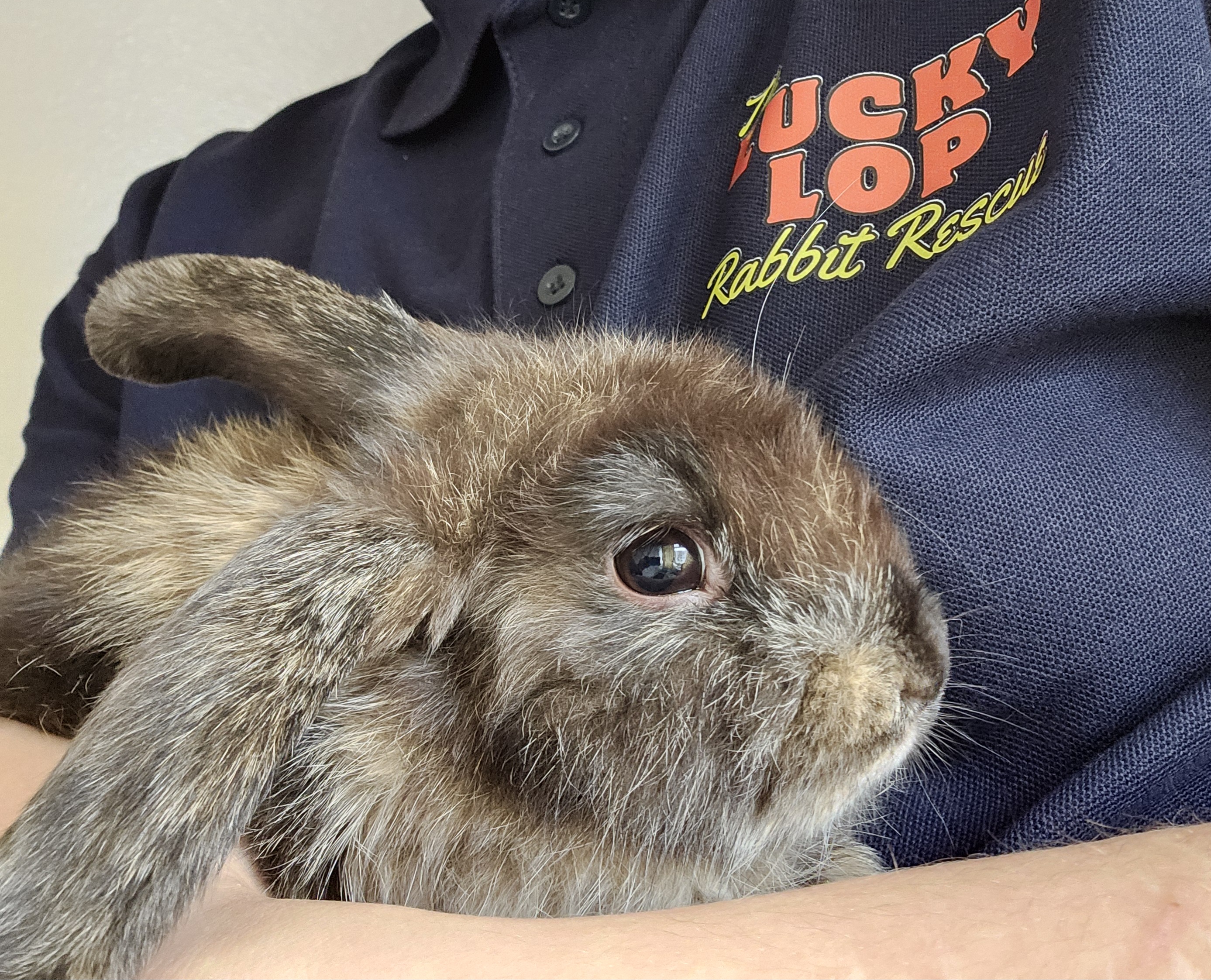 Little Chocobun enjoying some love