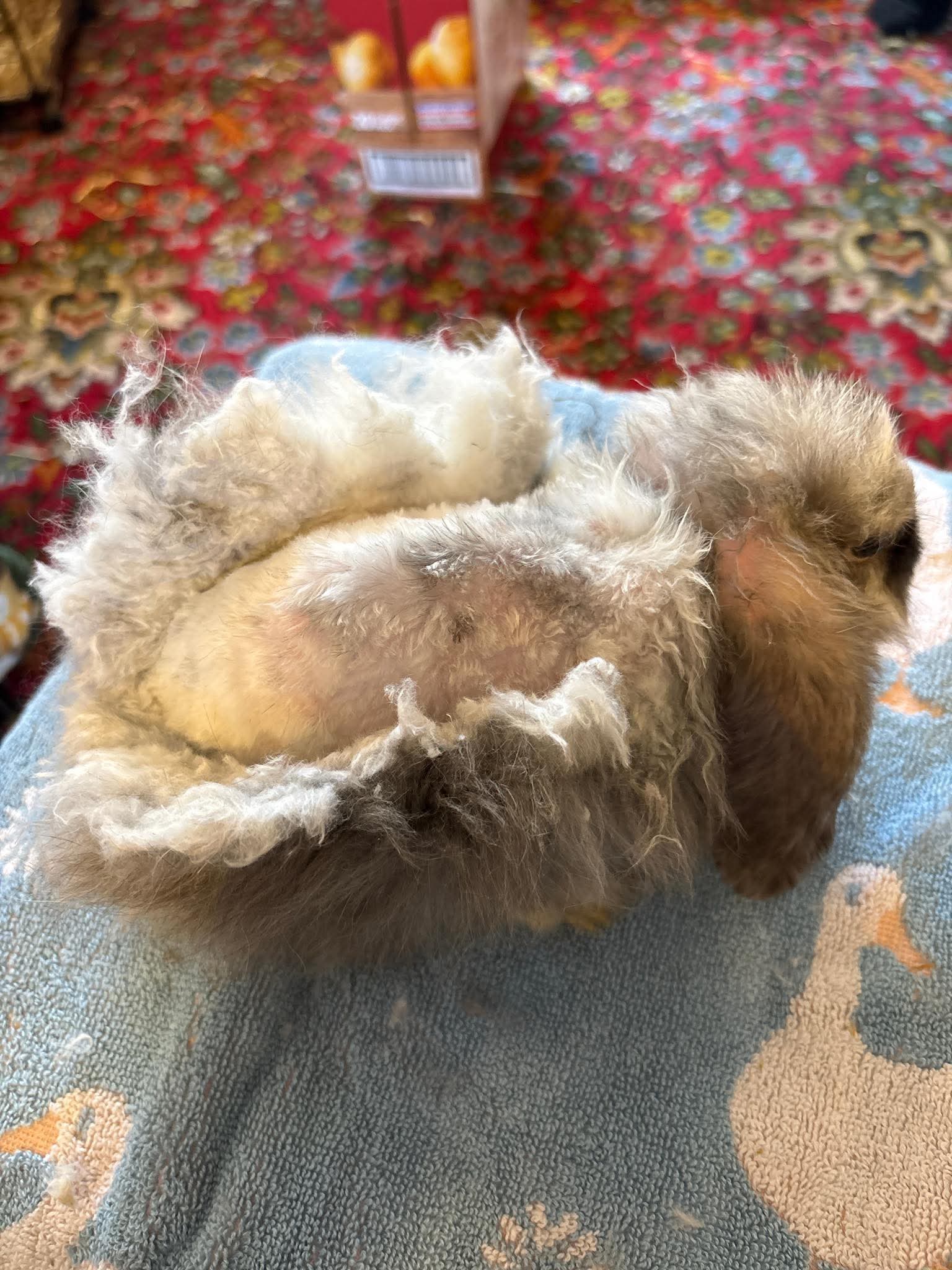 Tinks fur was so pelted it took 3 hours to shave