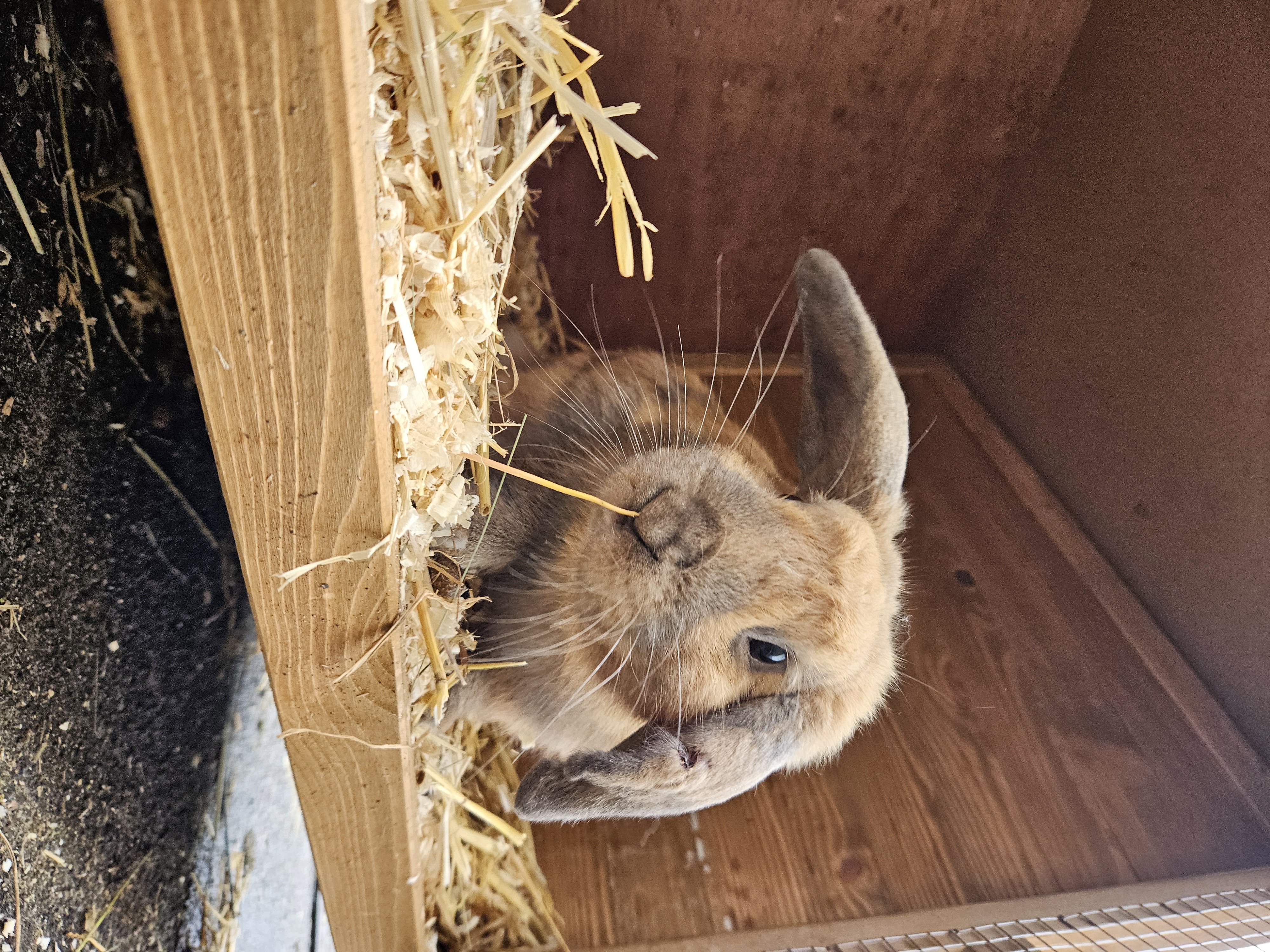 Photo of Bert the rabbit