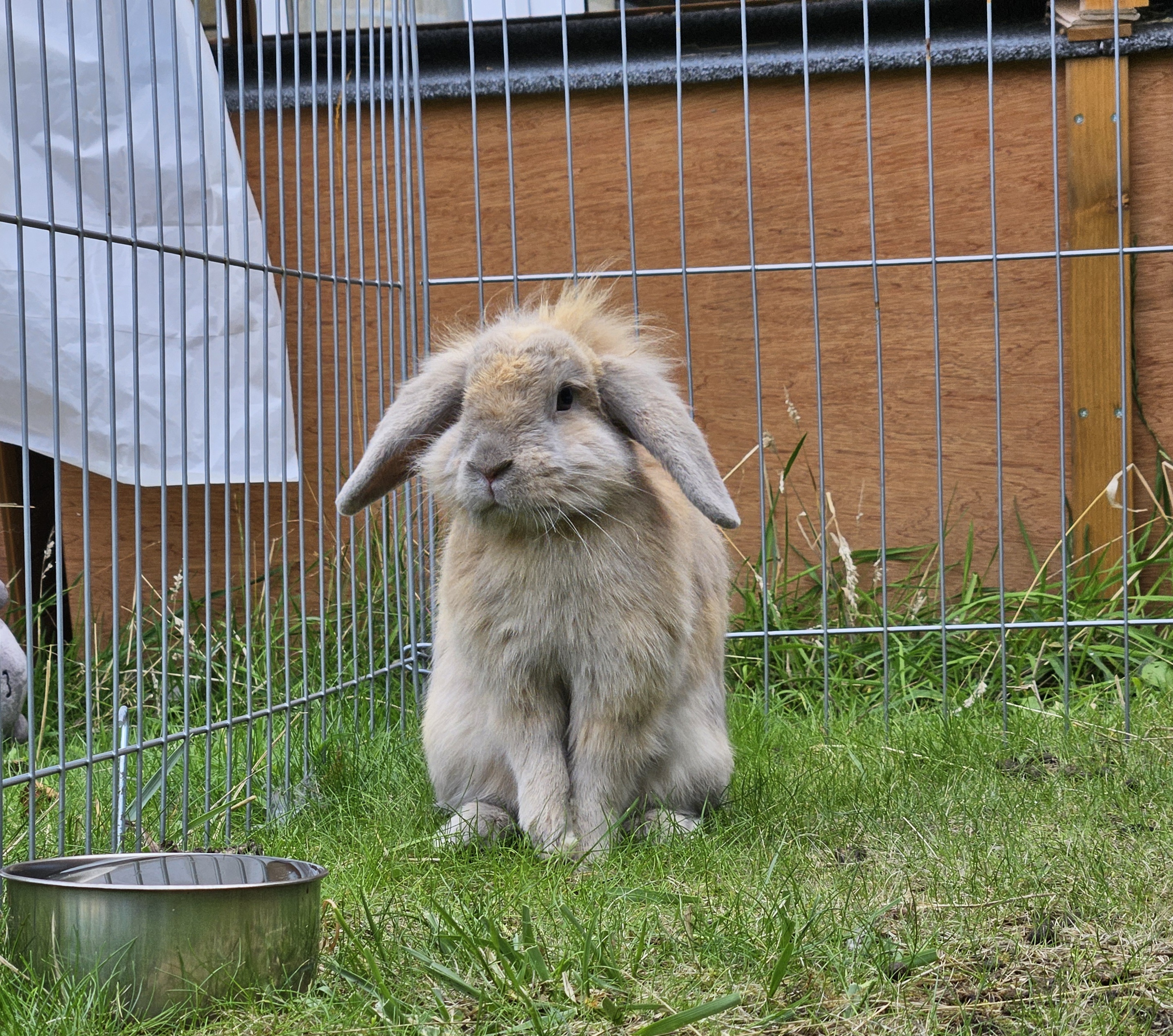 Photo of Ernie the rabbit