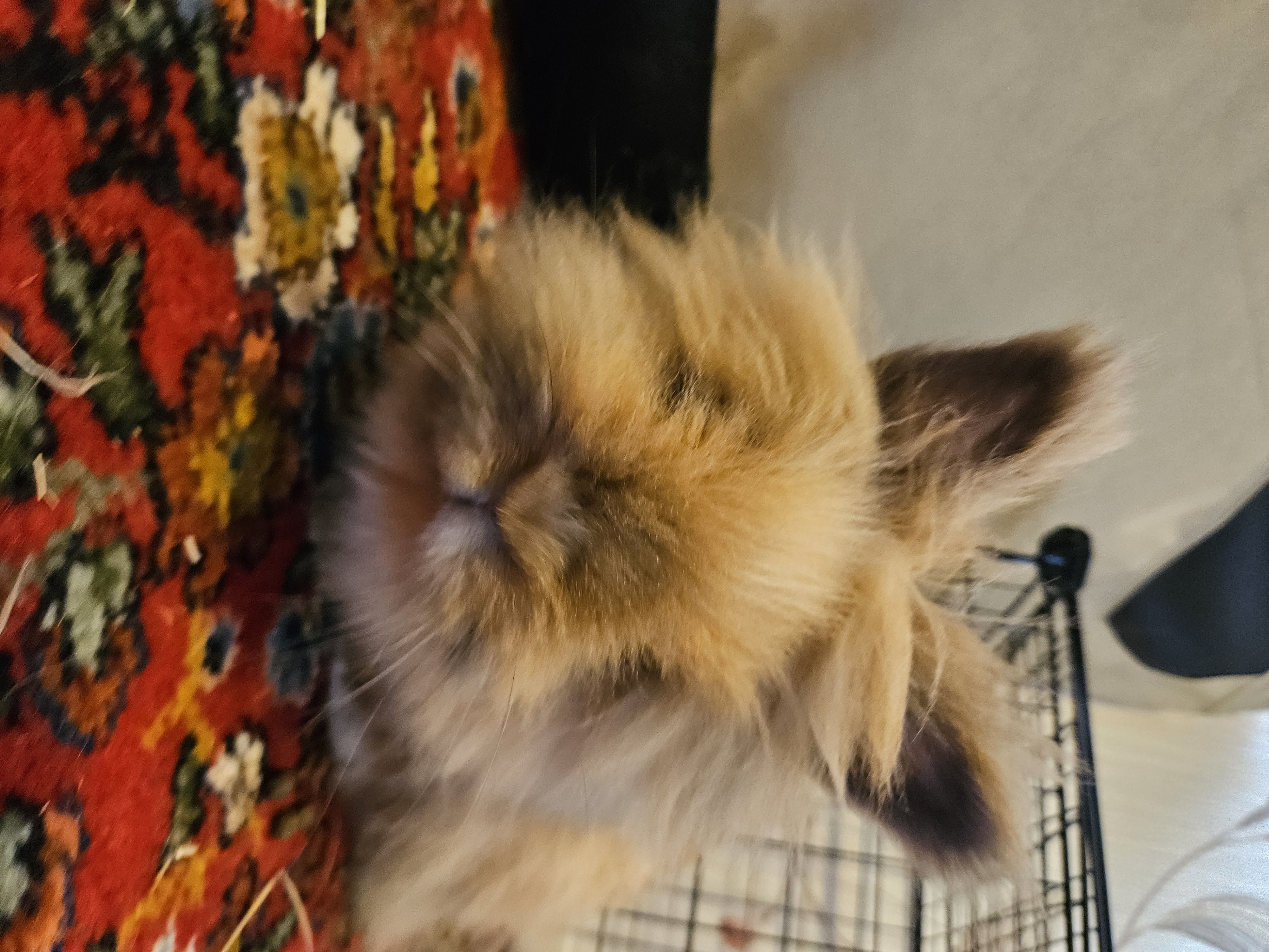Photo of Miffy the rabbit