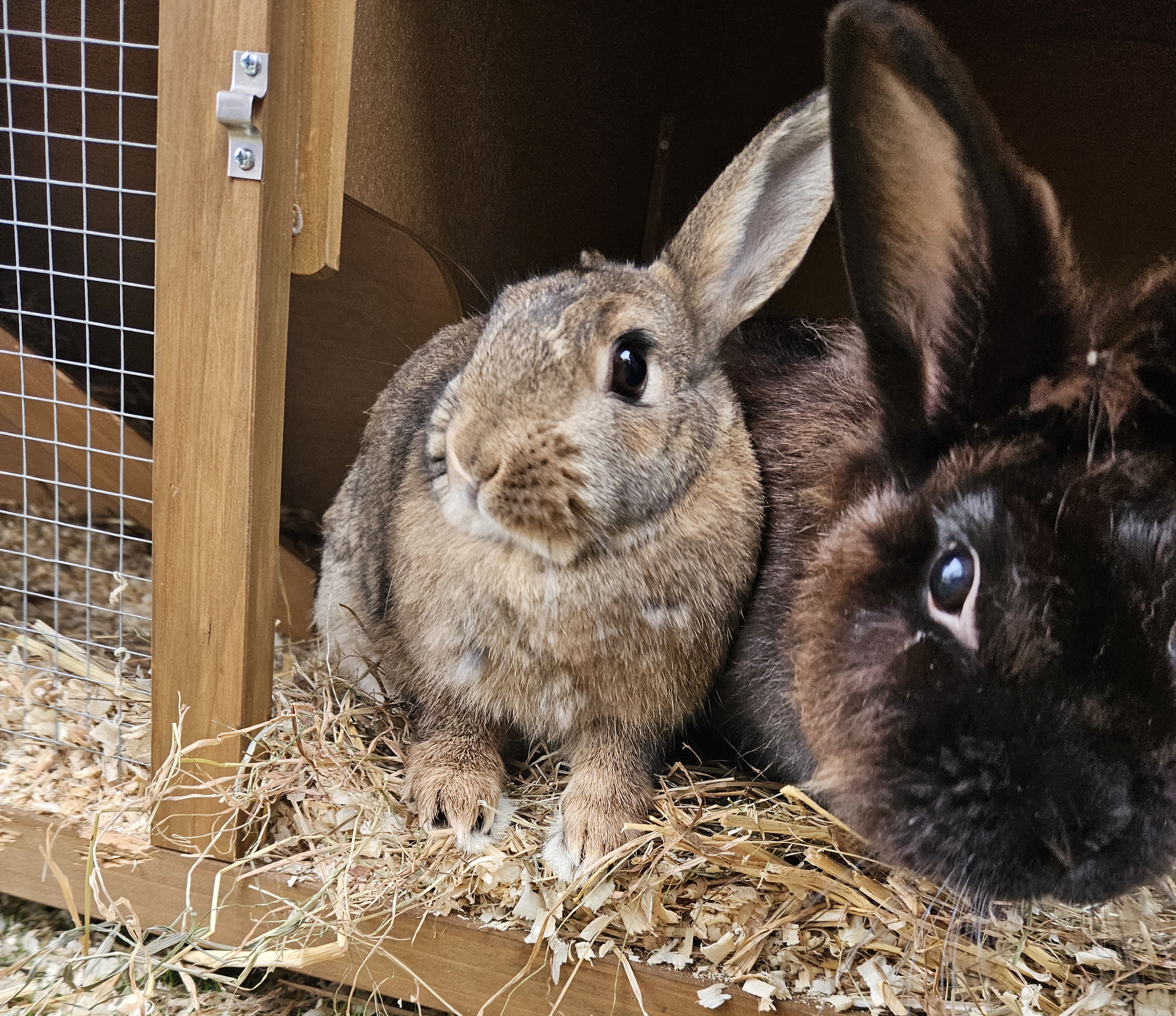 Photo of Squinkie and Squidgy